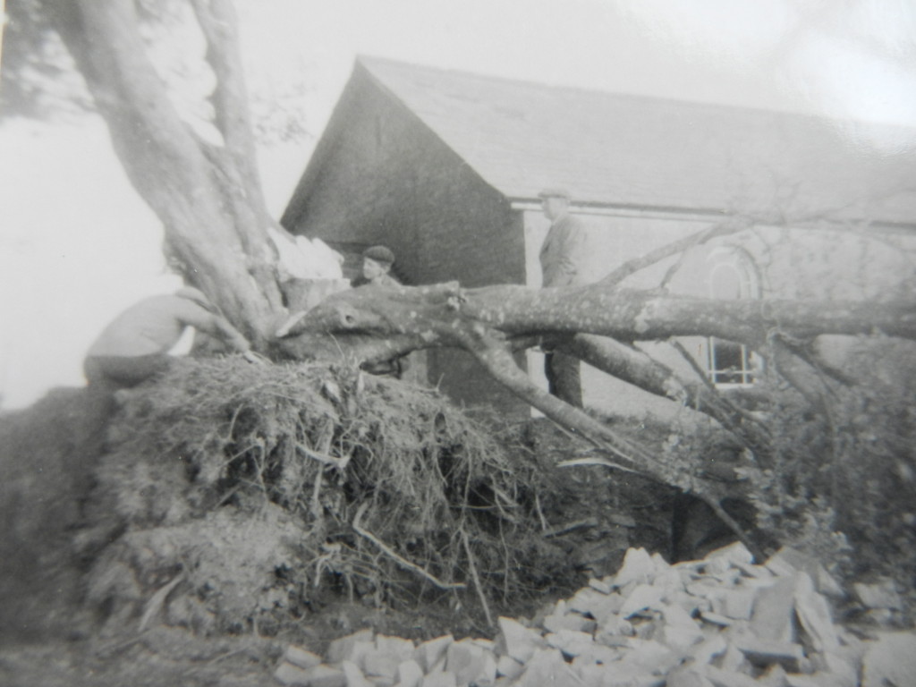 Sawing Tree