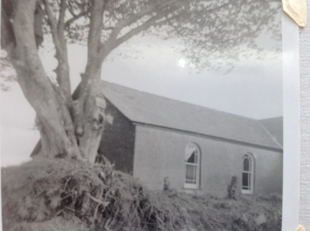 The Beech Tree